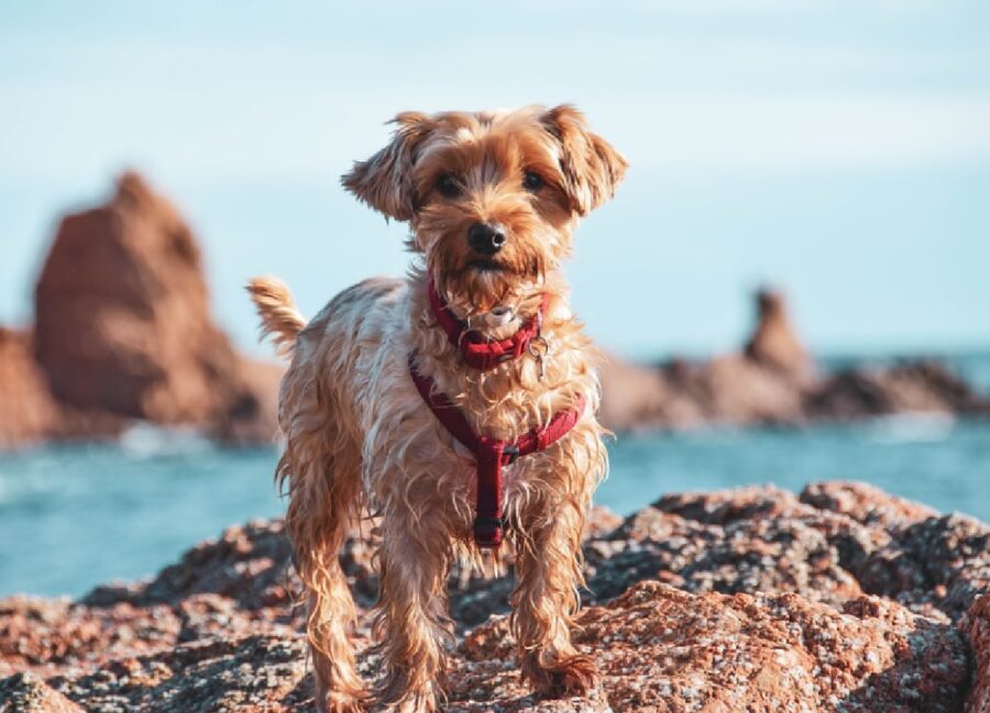 cane su una roccia 