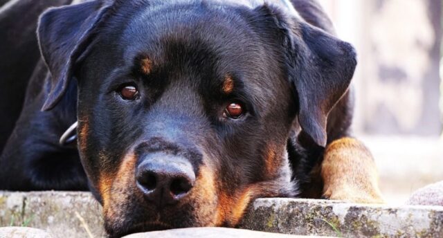 Ora solare e ora legale, influiscono sul cane?