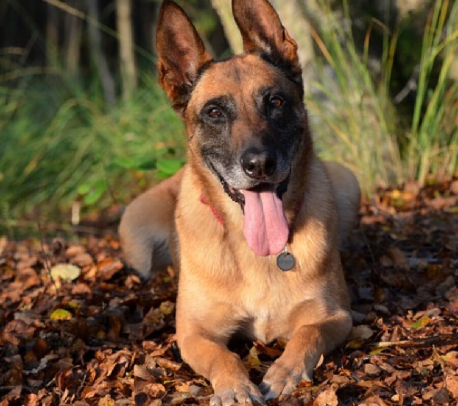 cane pastore belga disteso su foglie