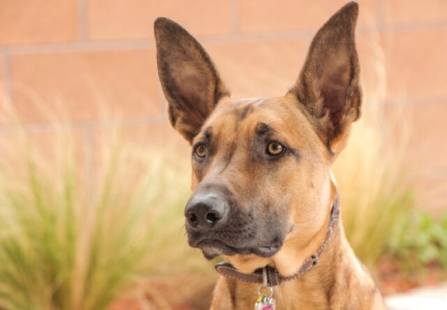Palermo, smarrita Arya, una cagnolina Pastore Malinois, la proprietaria è disperata