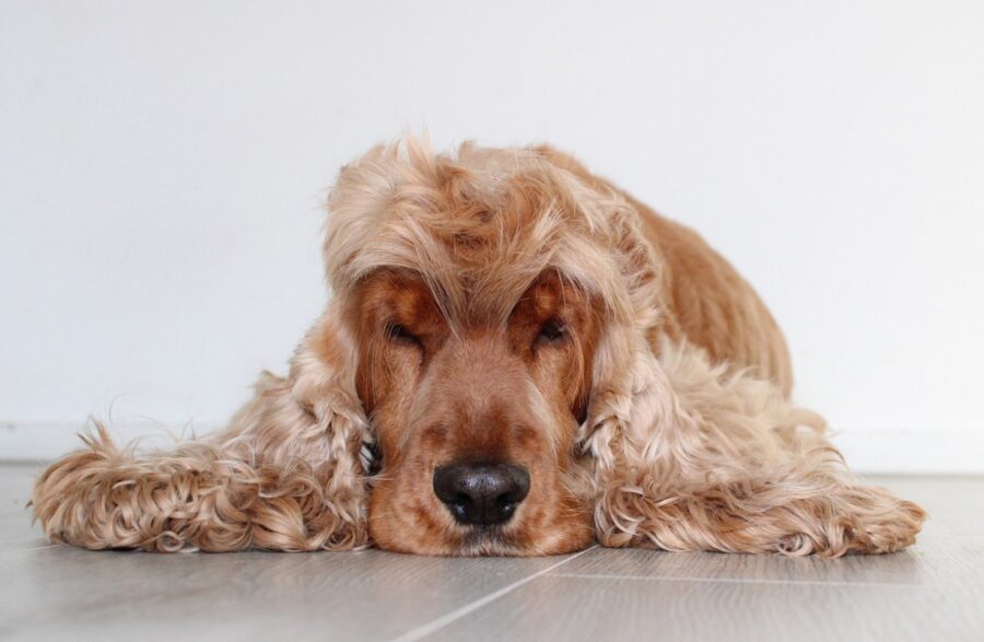 cocker spaniel inglese