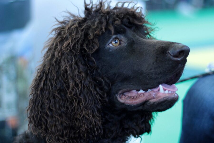 cane con il pelo riccio