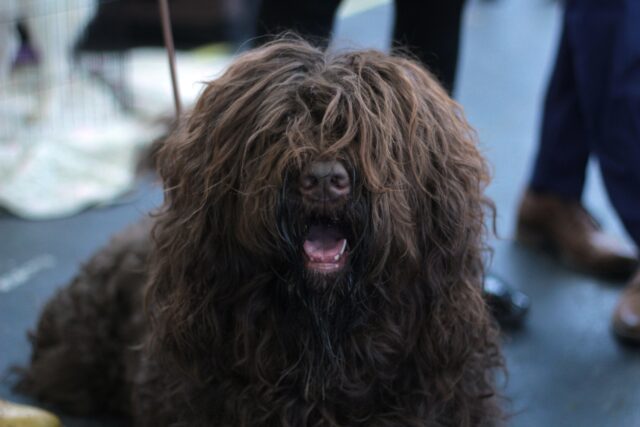 Pelo del cane arruffato: tutti i rimedi casalinghi per districarlo