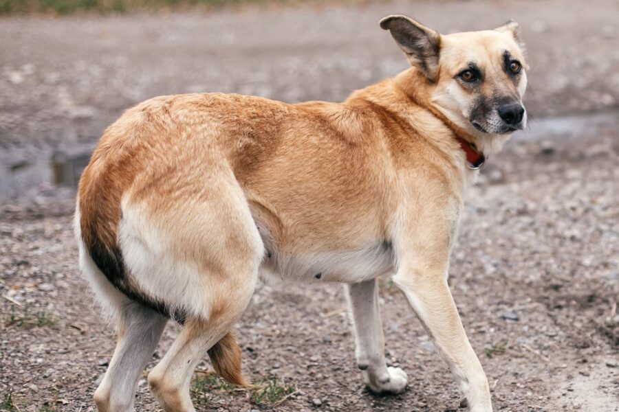 cane con la coda fra le gambe