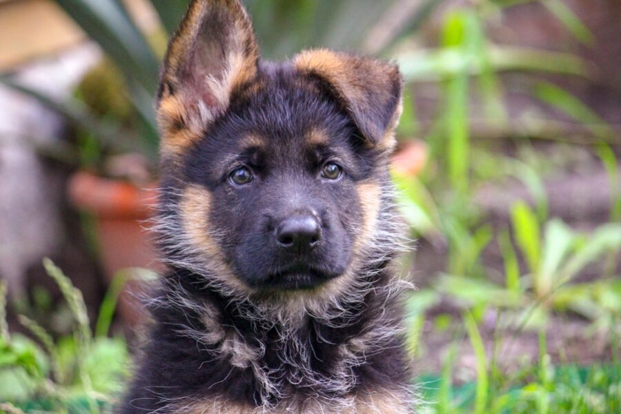 cane con orecchio abbassato