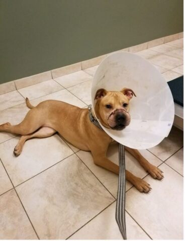 Cucciolo di cane trovato ferito, ora ha un sorriso bellissimo