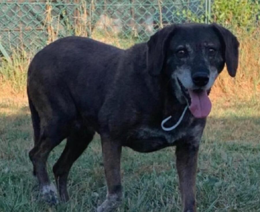 cane troppola anziano muso bianco