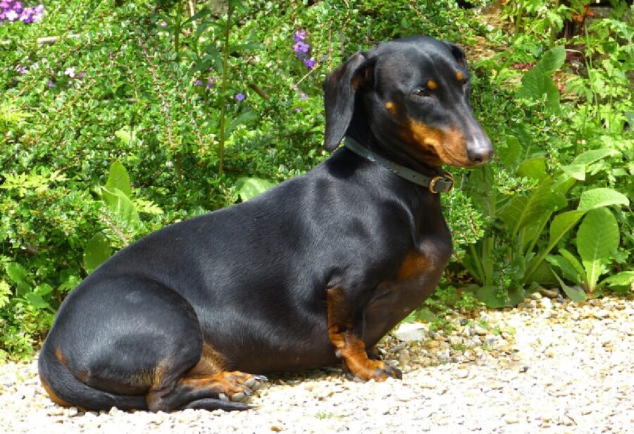 cagnolina bassotto davanti siepe