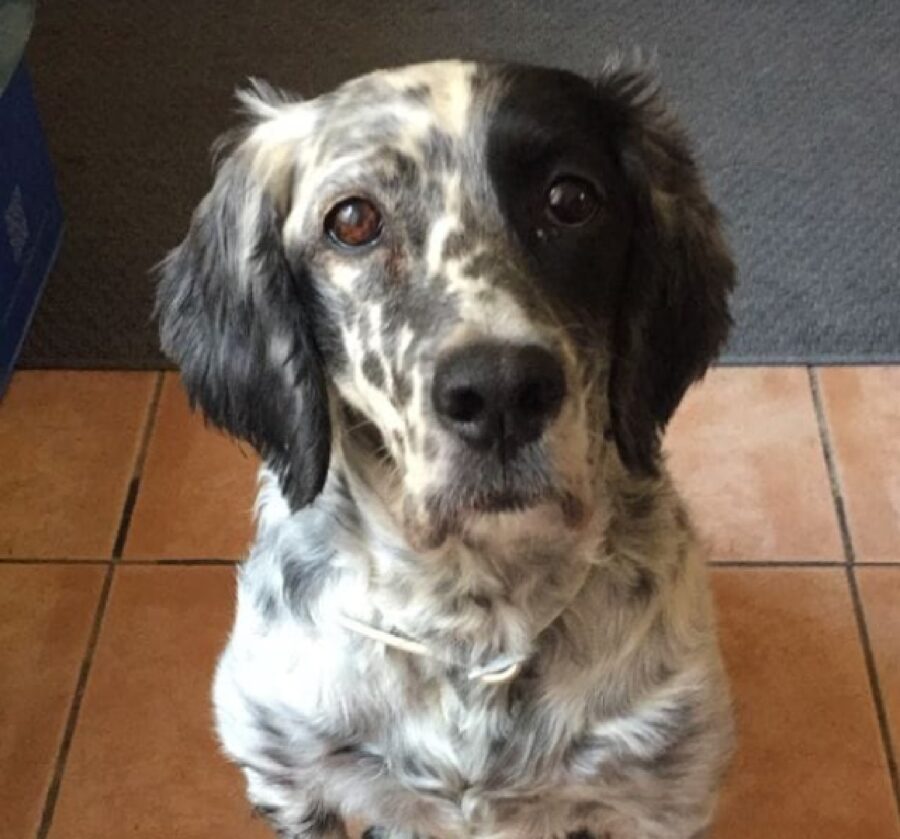 cane setter stella orecchie grandi