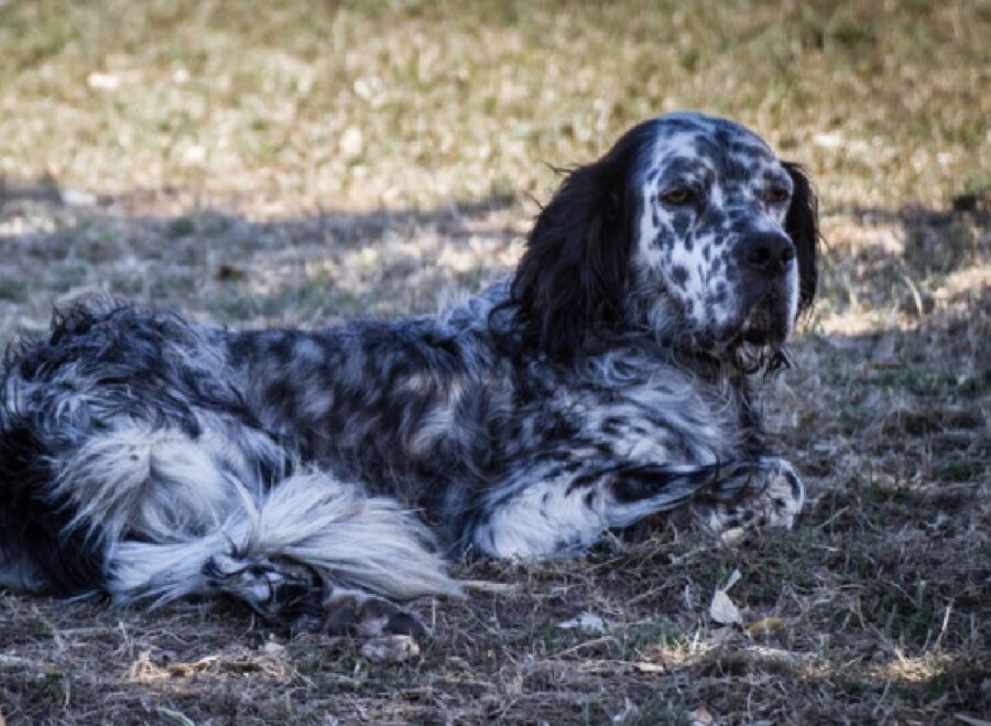 setter inglese macchie diverso colore