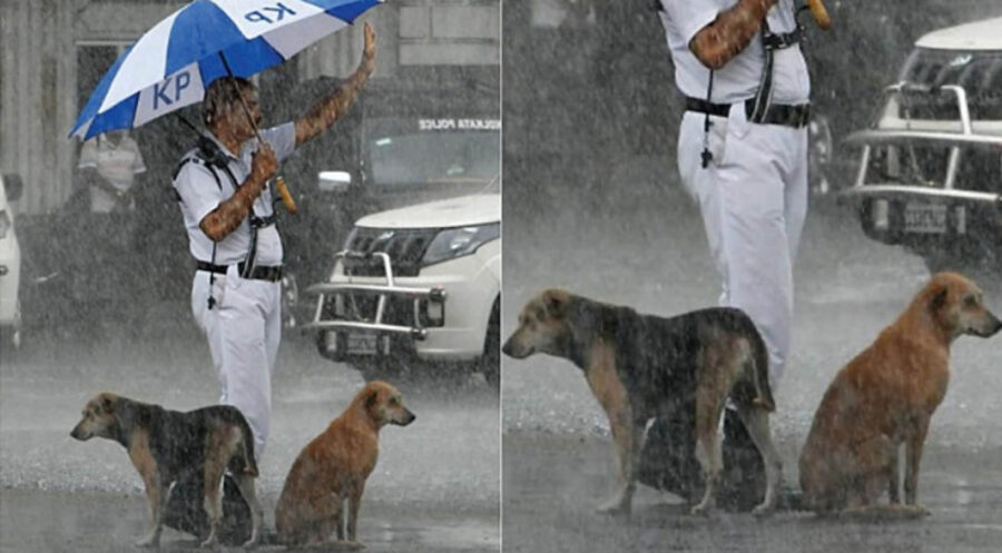 agente ripara cani dalla pioggia