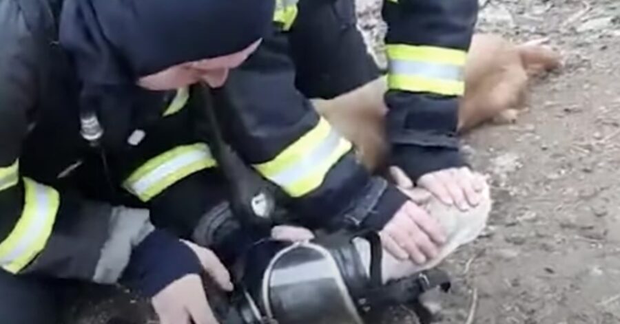 pompieri salvano cani e un gatto dalle fiamme