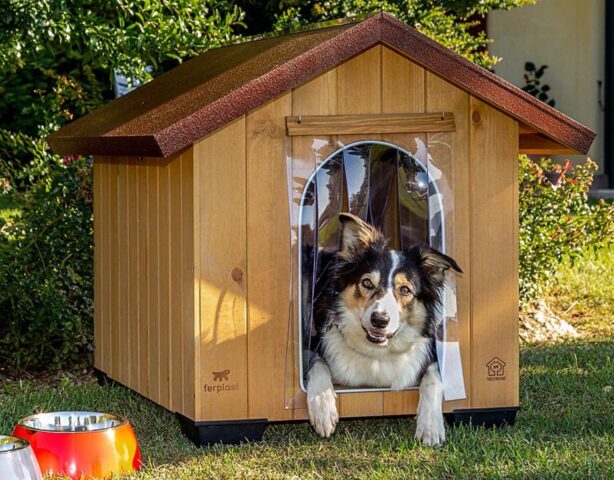 5 porte per cani, le migliori per lasciarli liberi ma in sicurezza