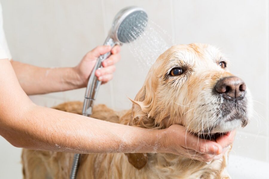 cane fa il bagnetto