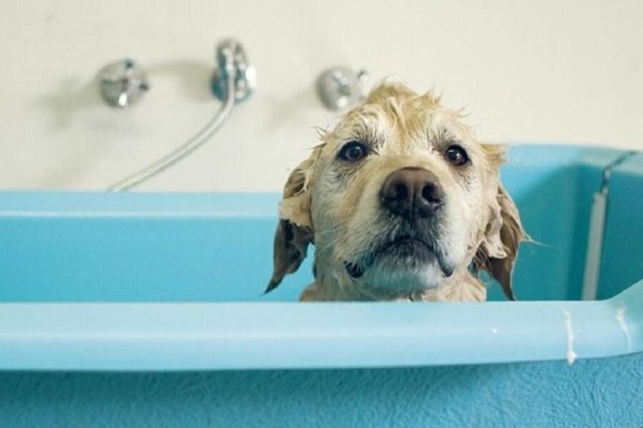 cane lavato e insaponato