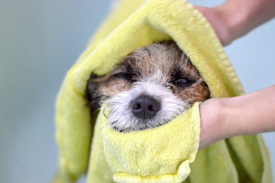 cagnolino asciugato dopo il bagno