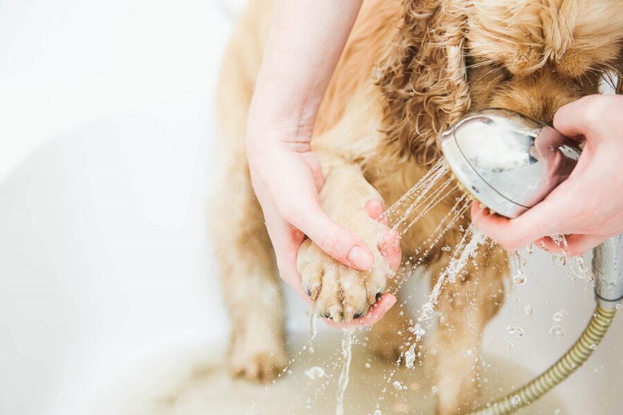 cane durante il bagnetto