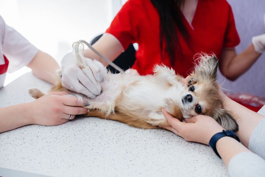 veterinario fa ecografia al cane