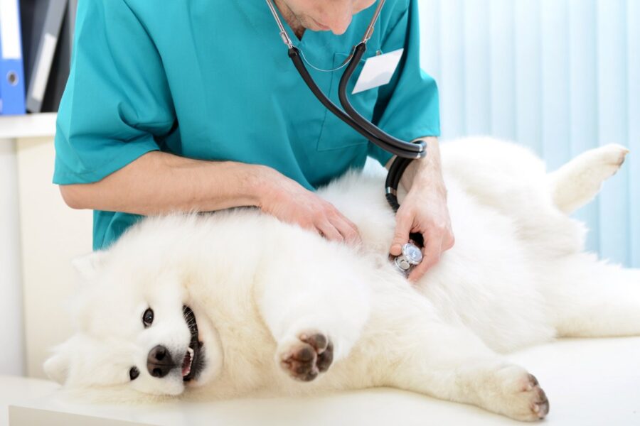 veterinario visita il cane