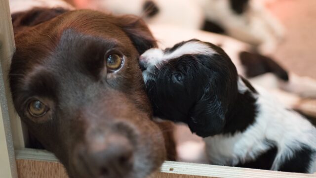 Quando fare il taglio cesareo al cane incinta?