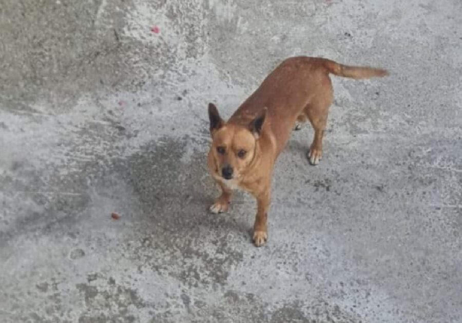 cucciolo di cane pelo marroncino e bianco