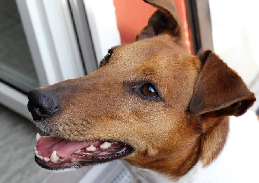 cagnolino sorridente marrone e bianco