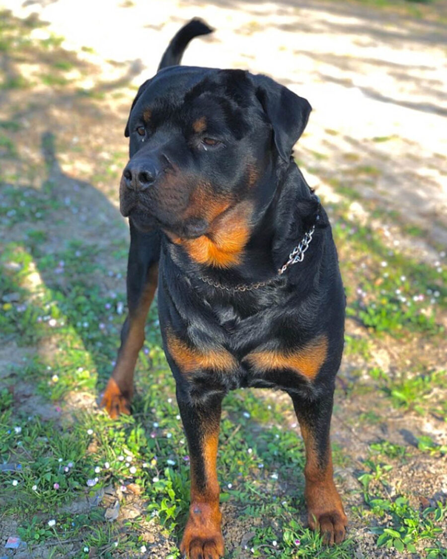 cane nero rottweiler