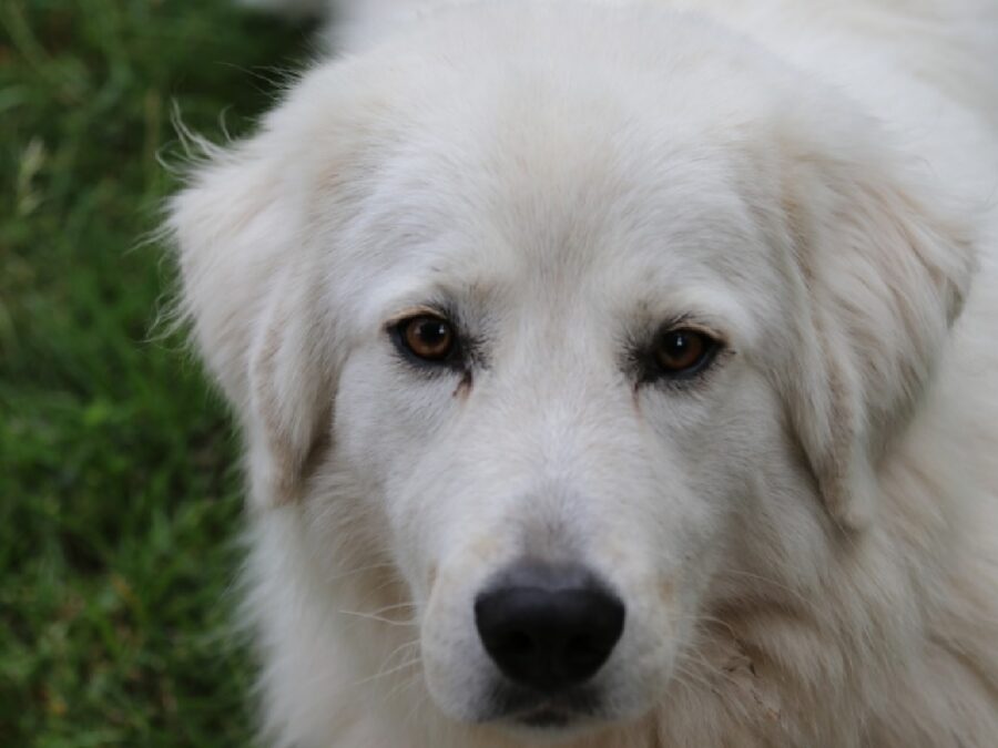 cane grandi dimensioni pesa molto