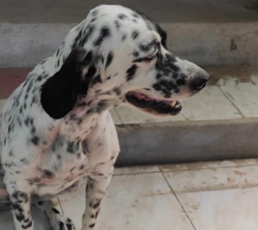 cane chicca setter grosse dimensioni