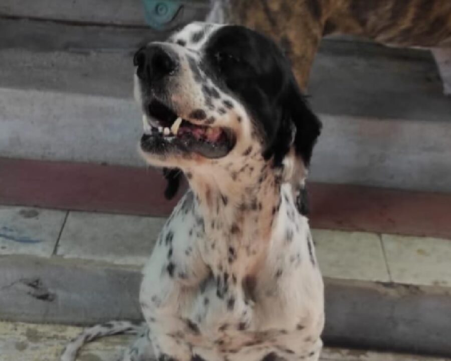 cagnolina setter pelo maculato