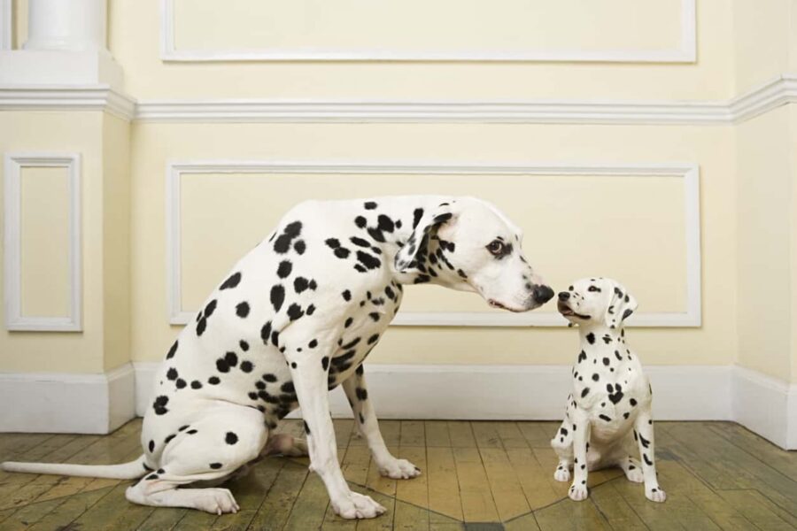 mamma e cucciolo di cane si odorano