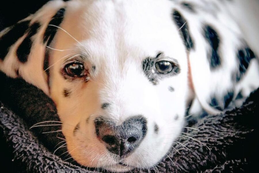 sguardo intenso di un cane