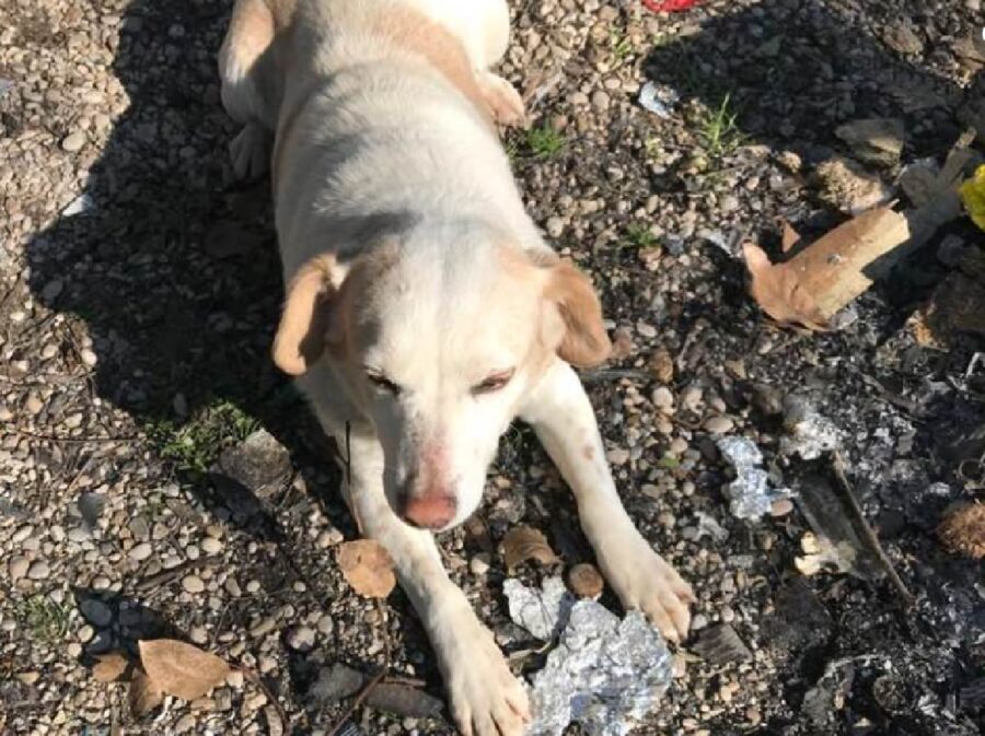 cagnolina distesa sulla pancia