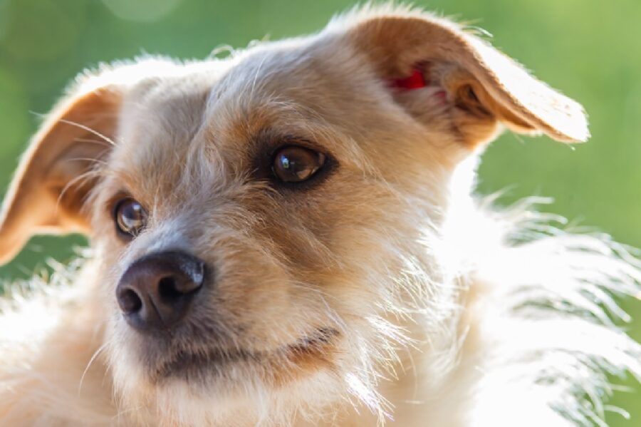 cagnolina meticcia occhi castani