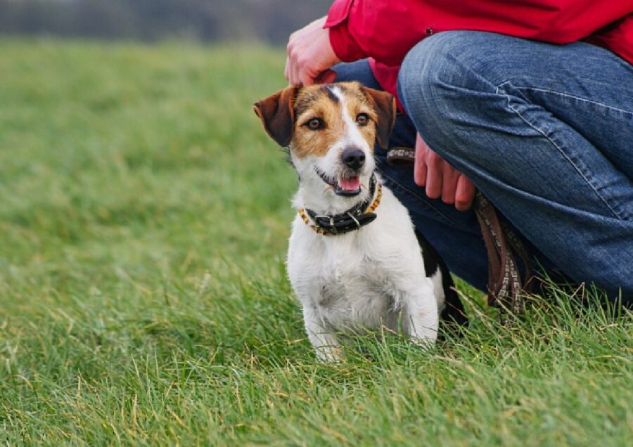 cucciolo jack russell prato verde