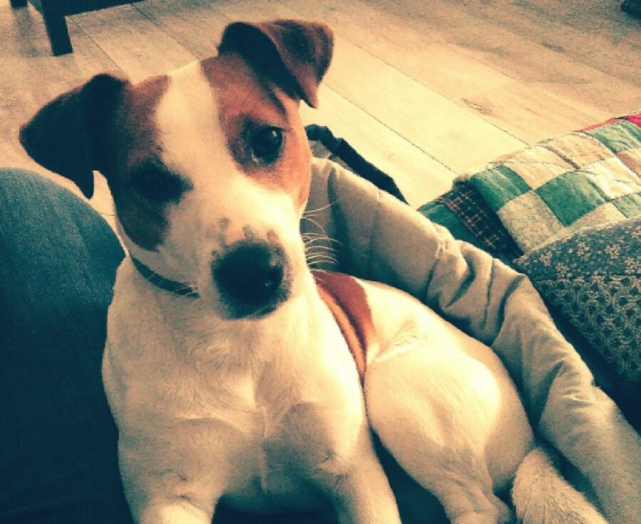 cane jack russell occhi piccoli