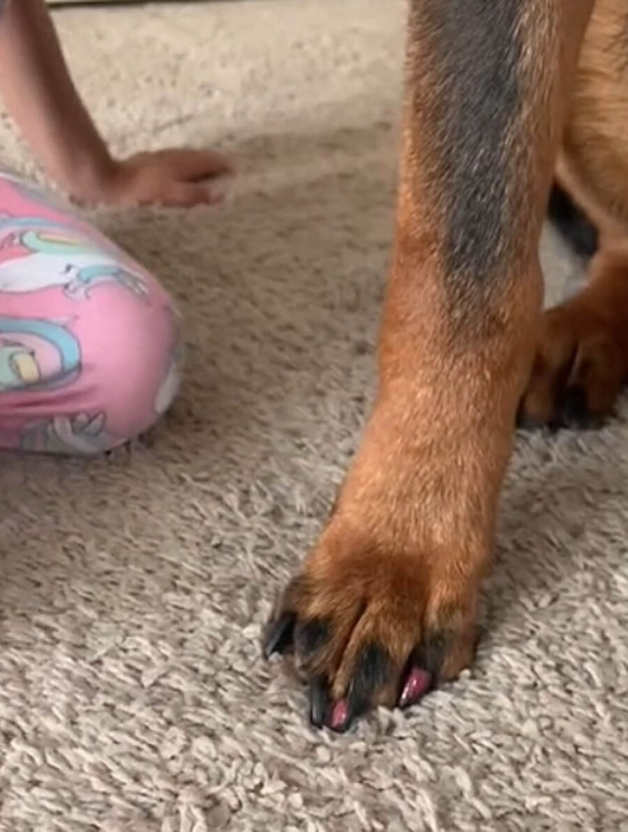 cane con smalto per unghie