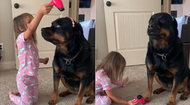 La bambina organizza al Rottweiler una giornata alla spa