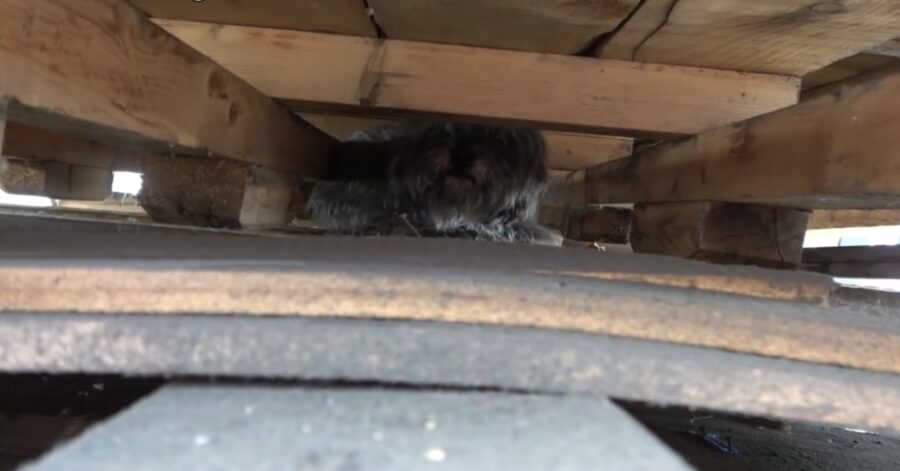 cagnolino nascosto sotto cassette di legno