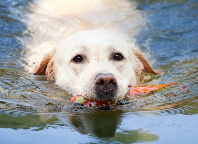 Il salvataggio di un cane caduto in un canale in Libano (VIDEO)