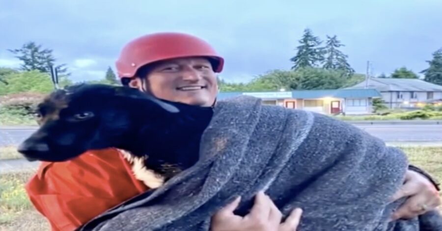 cane caduto in acqua viene salvato