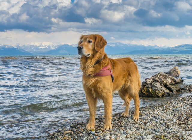 Il salvataggio di un cane che stava affogando nelle acque ghiacciate del fiume Cooper, negli Stati Uniti (VIDEO)