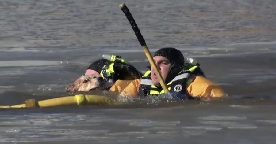 marinai salvano un cane in acqua