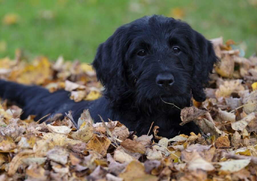 cane barboncino gioca foglie