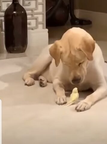 Simpatico labrador incontra un uccellino per la prima volta (VIDEO)