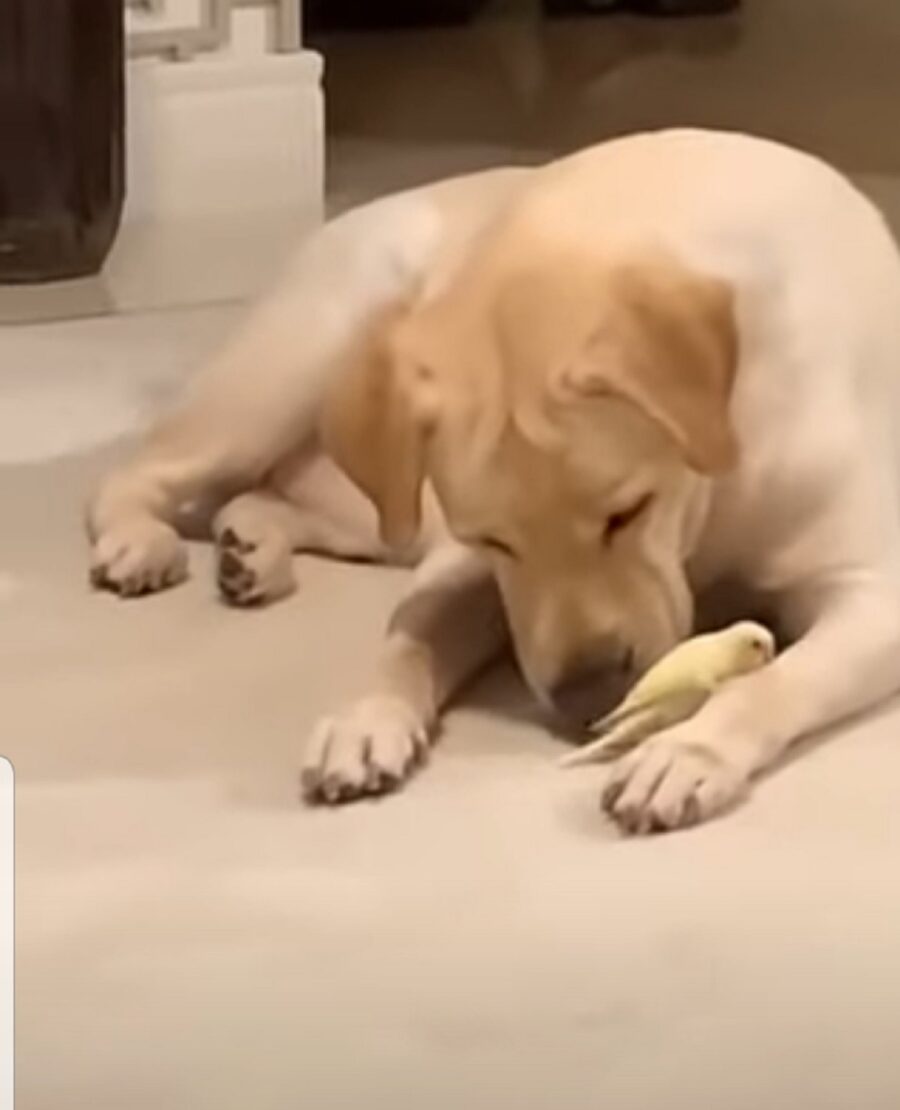 simpatico labrador e uccellino