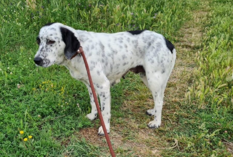 cane bianco macchie nere sul viso