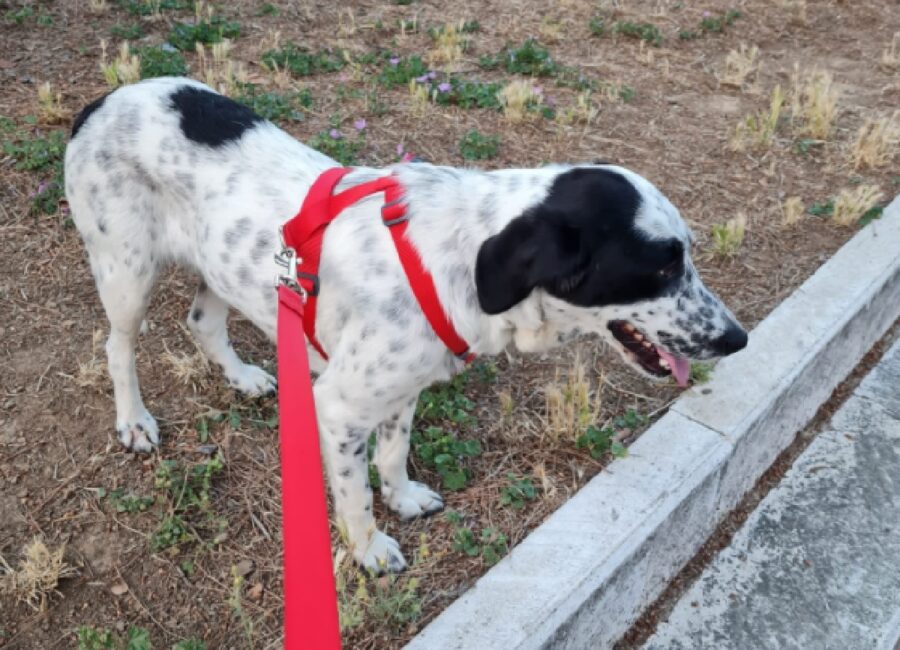 cane in piedi con tenuta d'uscita