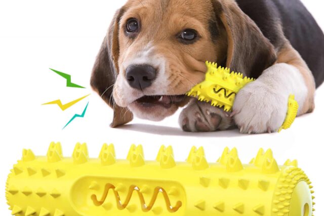 5 spazzolini per cuccioli di cane, i migliori per l’igiene orale di Fido