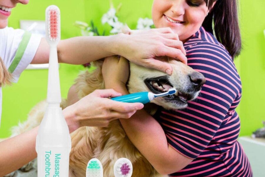 spazzolino elettrico per cani